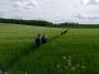 Fields of corn Fields of corn