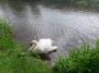  The Swan