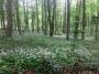 Woods full of wild garlic Woods full of wild garlic