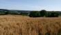 Fields of Oats Fields of Oats