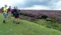 An abundance of Heather An abundance of Heather