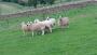Some funny looking sheep Some funny looking sheep