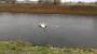 Swans Swans