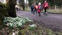 More Snowdrops More Snowdrops