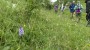 Early Purple Orchids Tidewell Dale Early Purple Orchids Tidewell Dale
