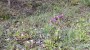 Red Campion Red Campion