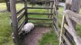 n the kissing gate for petes sake n the kissing gate for petes sake