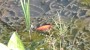With fish With fish