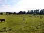 10 Biscathorpe deserted village (apart from the cattle) 10 Biscathorpe deserted village (apart from the cattle)