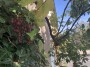 Some lovely vines and grapes Some lovely vines and grapes