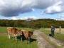 10 We're not "Moooving" - Gunthwaite Park. 10 We're not "Moooving" - Gunthwaite Park.