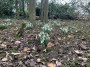 Snowdrops Snowdrops
