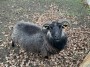 The Black Sheep. Baaa The Black Sheep. Baaa