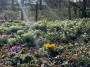 Spring Flowers Spring Flowers