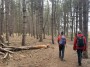Plenty of woodland this morning Plenty of woodland this morning
