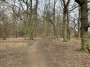 More Woods More Woods