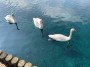 Waterfowl Waterfowl