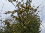 Crabapples Crabapples