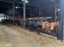 Mooooo Mooooo