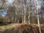 Silver birch trees Silver birch trees