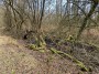 Bogs (peat cuttings)