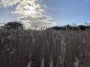 Swamp Grass Swamp Grass