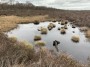 pond with clumps and stick - i'll get mi coat pond with clumps and stick - i'll get mi coat
