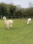 Llama Llama
