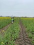 Ruddy Farmers Ruddy Farmers