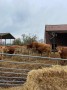Mooooo Mooooo