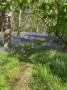 Plenty of Bluebell Woods today Plenty of Bluebell Woods today