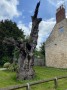 The Branton Oak - The oldest tree in the borough