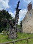 The Branton Oak - The oldest tree in the borough The Branton Oak - The oldest tree in the borough
