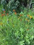 Wild Wallflowers Wild Wallflowers