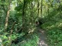 Woods Woods