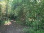 Dyscarr Woods Dyscarr Woods