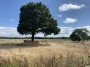 A walled tree A walled tree