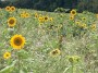 Sunflowers Sunflowers