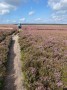lovely paths across this moorland with heather in bloom