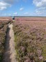 lovely paths across this moorland with heather in bloom lovely paths across this moorland with heather in bloom