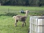 A lama or Alpaca A lama or Alpaca