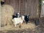Goats Goats