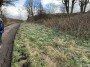 Snowdrops Snowdrops
