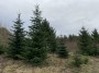 And Their Christmas trees And Their Christmas trees