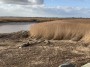 A seal (i though so first thing) A seal (i though so first thing)