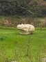 A Hippo A Hippo