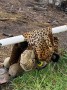 A dead leopard