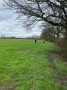 Wet field walk Wet field walk