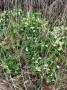Primroses Primroses