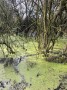 A mangrove swamp